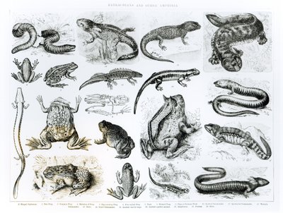 Batraciens et autres amphibiens - English School